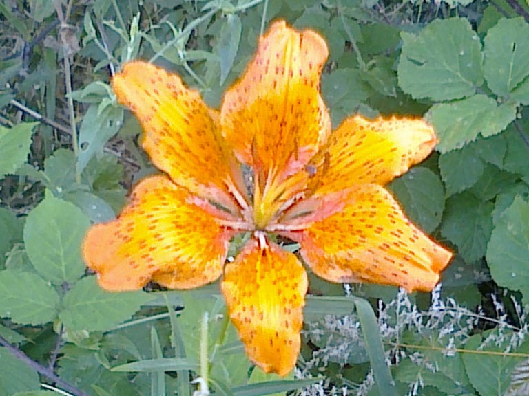 Lilium bulbiferum s.l.